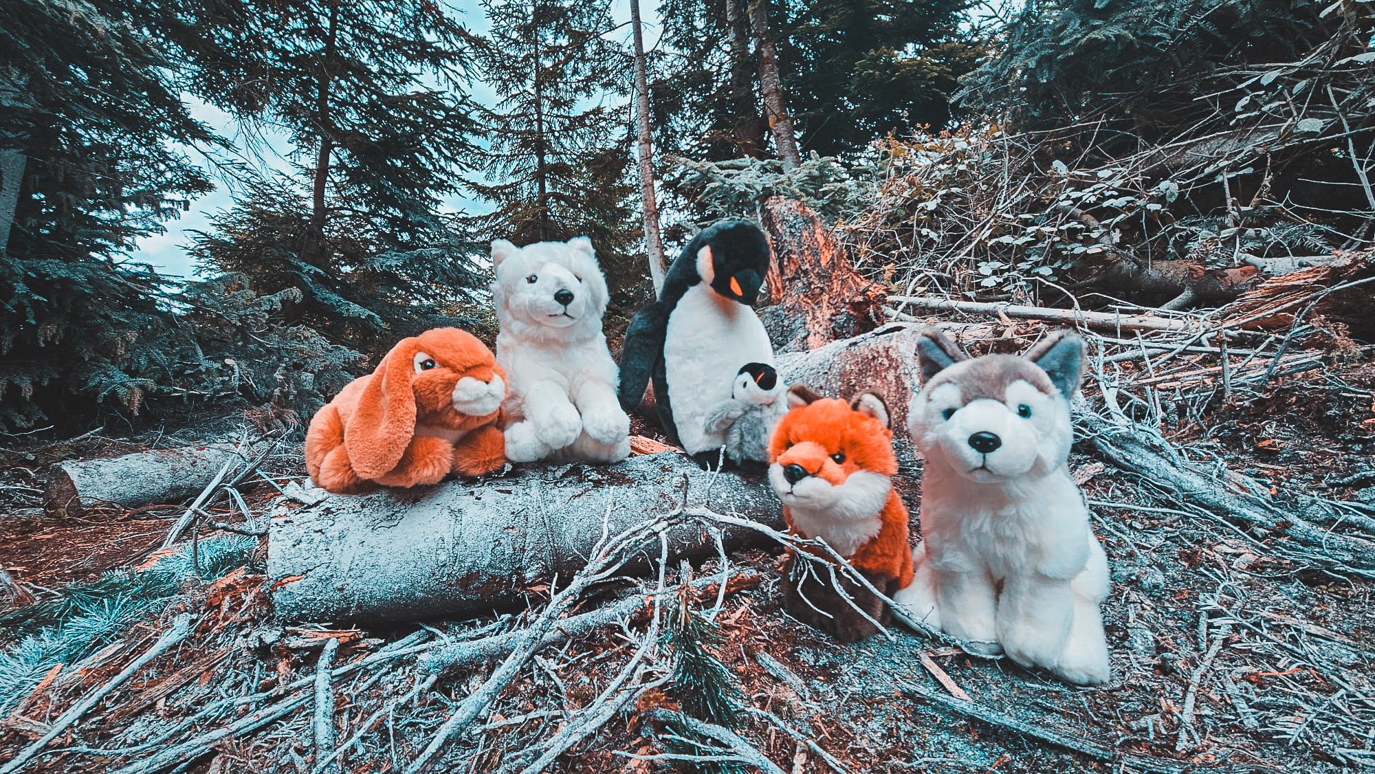 The Woodland Companions gathered on a frosted log